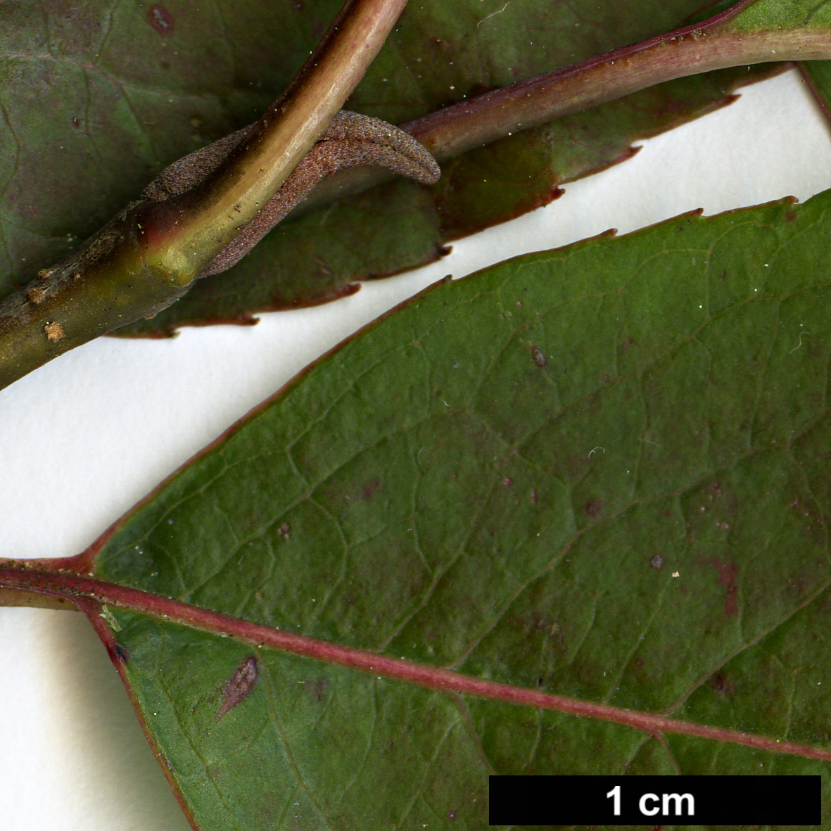 High resolution image: Family: Adoxaceae - Genus: Viburnum - Taxon: prunifolium